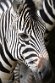 DZO01262388 Chapmanzebra / Equus quagga chapmani