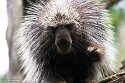 DZO01262400 Noord-Amerikaans boomstekelvarken / Erethizon dorsatum