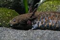 DZO01262408 Anderson's salamander / Ambystoma andersoni