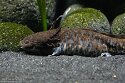 DZO01262409 Anderson's salamander / Ambystoma andersoni