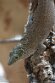 DZO01262411 Standings daggekko / Phelsuma standingi