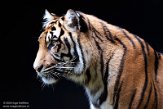 DNZ01201851 Sumatraanse tijger / Panthera tigris sumatrae