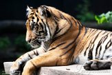 DNZ01201855 Sumatraanse tijger / Panthera tigris sumatrae