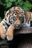 DNZ01201868 Sumatraanse tijger / Panthera tigris sumatrae