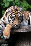 DNZ01201870 Sumatraanse tijger / Panthera tigris sumatrae