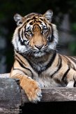 DNZ01201875 Sumatraanse tijger / Panthera tigris sumatrae