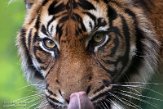 DNZ01201879 Sumatraanse tijger / Panthera tigris sumatrae
