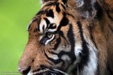 DNZ01201883 Sumatraanse tijger / Panthera tigris sumatrae