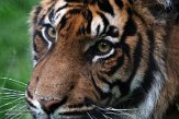 DNZ01201886 Sumatraanse tijger / Panthera tigris sumatrae