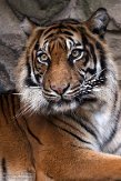 DNZ01201894 Sumatraanse tijger / Panthera tigris sumatrae