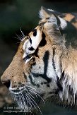 DTS01086852 Siberische tijger / Panthera tigris altaica