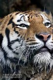 DTS01086860 Siberische tijger / Panthera tigris altaica