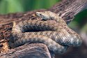 DWS01254927 adder / Vipera berus