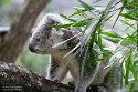 DWS01255197 Queensland koala / Phascolarctos cinereus adustus