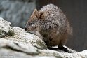 DWS01255221 quokka / Setonix brachyurus