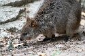 DWS01255281 quokka / Setonix brachyurus