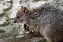DWS01255308 quokka / Setonix brachyurus