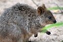 DWS01255371 quokka / Setonix brachyurus