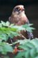 DVW01261561 roodpootvalk/ (Falco vespertinus