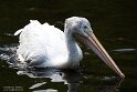 DVW01261579 Amerikaanse witte pelikaan / Pelecanus erythrorhynchos