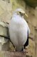 DVW01261623 zwartvleugelmaina / Acridotheres melanopterus