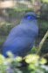 DVW01261661 blauwe coua / Coua caerulea