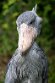 DVW01261678 schoenbekooievaar / Balaeniceps rex