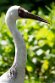 DVW01261701 Siberische kraanvogel / Grus leucogeranus