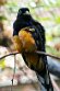 DVW01261727 groenrugtrogon / Trogon viridis