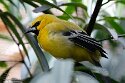 DVW01261732 gele troepiaal / Icterus nigrogularis