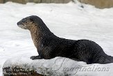 DZG01100331 Noord-Amerikaanse otter / Lontra canadensis