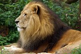 DZG01143745 Afrikaanse leeuw / Panthera leo