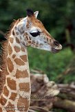 DZG01143773 Rothschildgiraffe / Giraffa camelopardalis rothschildi