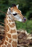 DZG01143777 Rothschildgiraffe / Giraffa camelopardalis rothschildi