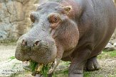 DZG01143809 nijlpaard / Hippopotamus amphibius