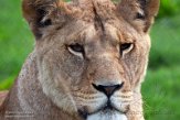 GBBD01221836 Afrikaanse leeuw / Panthera leo