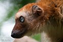 GBBZ1242701 blauwoogmaki / Eulemur flavifrons