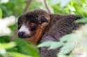 GBBZ1242714 mongozmaki / Eulemur mongoz