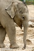 GBCZ1115328 Aziatische olifant / Elephas maximus