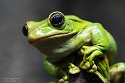 GBCZ1242174 Zhangixalus feae (Fea's Flying Tree Frog)