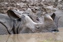 GBCZ1242214 Indische neushoorn / Rhinoceros unicornis