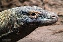 GBCZ1242270 komodovaraan / Varanus komodoensis