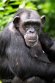 GBCZ1242282 chimpansee / Pan troglodytes