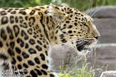 GBCC1115625 Amoerpanter / Panthera pardus orientalis