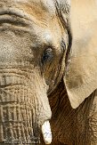 GBCC1115733 Zuid-Afrikaanse olifant / Loxodonta africana africana
