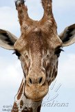 GBCC1115780 netgiraf / Giraffa camelopardalis reticulata