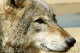 GBCC1115872 timberwolf / Canis lupus occidentalis