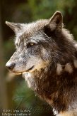 GBCC1115882 timberwolf / Canis lupus occidentalis