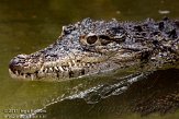 GBCC1115891 Cubaanse krokodil / Crocodylus rhombifer