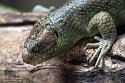 GBCC1244668 solomon-reuzenskink / Corucia zebrata